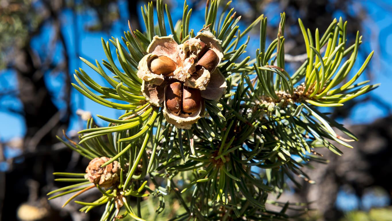 From Forest to Table: The Ethical Harvesting of Pine Nuts