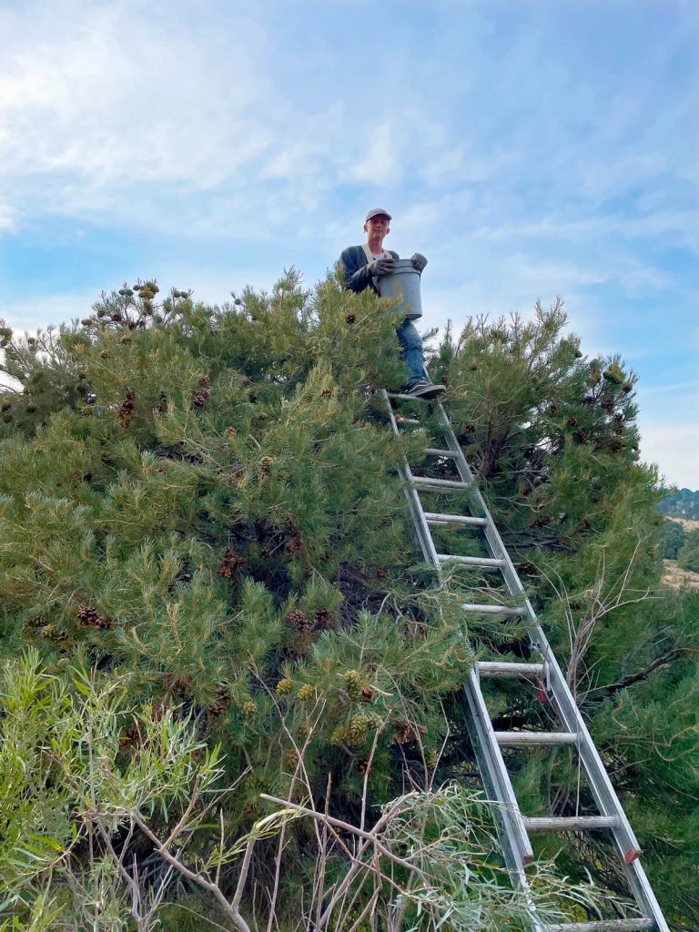 PinonPineNuts-USA-Number-1-source-of-american-pinon-pine-nuts-about-2