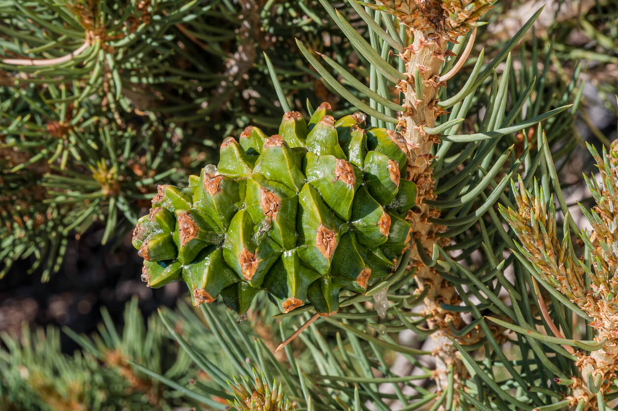 The History and Cultural Significance of Pine Nuts