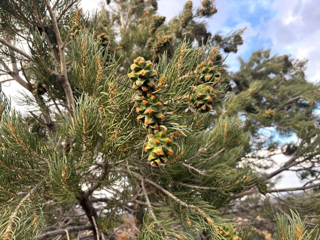 PinonPineNuts-USA-Number-1-source-of-american-pinon-pine-nuts-bg-03