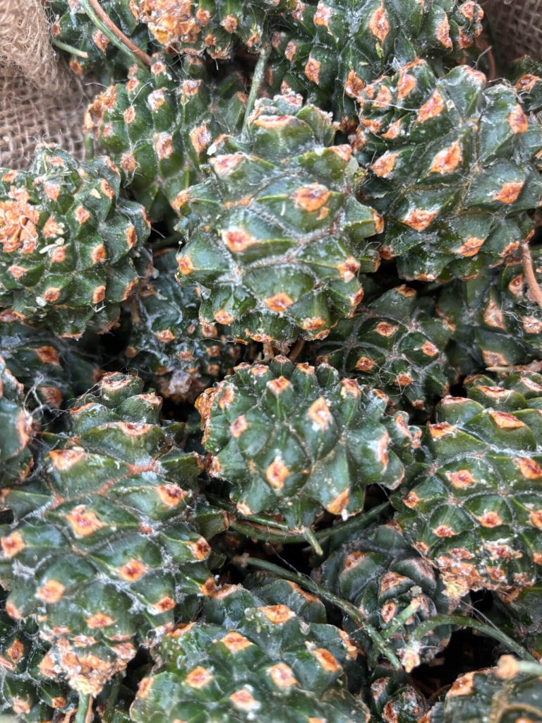 PinonPineNuts-USA-Number-1-source-of-american-pinon-pine-nuts-bg-09